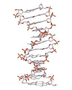 Darum dreht sich alles: die DNA als Bauplan für sämtliche Lebensvorgänge Bild zeigt: Modell der DNA